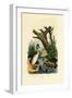 Toad, 1833-39-null-Framed Giclee Print