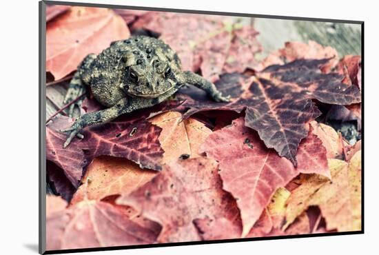 Toad amongst Fall Leaves - Retro, Faded-SHS Photography-Mounted Photographic Print