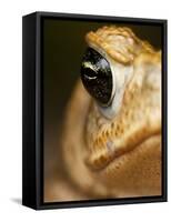 Toad in Costa Rica-Paul Souders-Framed Stretched Canvas