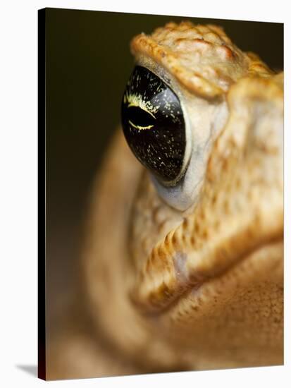 Toad in Costa Rica-Paul Souders-Stretched Canvas