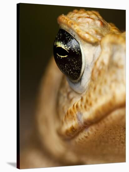 Toad in Costa Rica-Paul Souders-Stretched Canvas