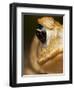Toad in Costa Rica-Paul Souders-Framed Premium Photographic Print