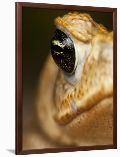 Toad in Costa Rica-Paul Souders-Framed Photographic Print