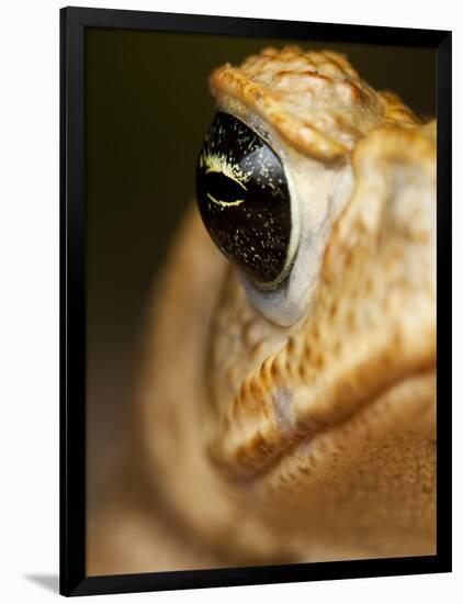 Toad in Costa Rica-Paul Souders-Framed Photographic Print