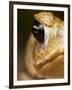 Toad in Costa Rica-Paul Souders-Framed Photographic Print