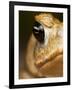 Toad in Costa Rica-Paul Souders-Framed Photographic Print