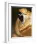 Toad in Costa Rica-Paul Souders-Framed Photographic Print