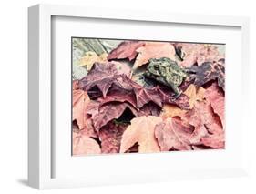 Toad in the Fall Leaves - Retro, Faded-SHS Photography-Framed Photographic Print