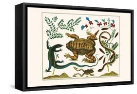 Toad, Lizard, Serpentes, Leopard Frog, Capers-Albertus Seba-Framed Stretched Canvas