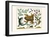 Toad, Lizard, Serpentes, Leopard Frog, Capers-Albertus Seba-Framed Art Print