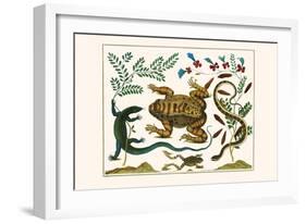 Toad, Lizard, Serpentes, Leopard Frog, Capers-Albertus Seba-Framed Art Print