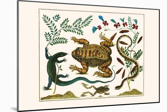 Toad, Lizard, Serpentes, Leopard Frog, Capers-Albertus Seba-Mounted Art Print