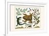 Toad, Lizard, Serpentes, Leopard Frog, Capers-Albertus Seba-Framed Art Print