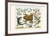 Toad, Lizard, Serpentes, Leopard Frog, Capers-Albertus Seba-Framed Art Print