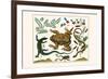 Toad, Lizard, Serpentes, Leopard Frog, Capers-Albertus Seba-Framed Premium Giclee Print