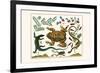 Toad, Lizard, Serpentes, Leopard Frog, Capers-Albertus Seba-Framed Premium Giclee Print