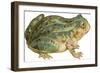 Toad-null-Framed Art Print