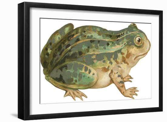 Toad-null-Framed Art Print