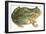 Toad-null-Framed Art Print