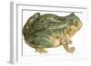 Toad-null-Framed Art Print