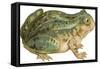 Toad-null-Framed Stretched Canvas
