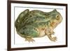 Toad-null-Framed Art Print