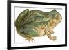 Toad-null-Framed Art Print