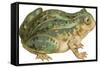 Toad-null-Framed Stretched Canvas
