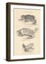 Toads, 1885-null-Framed Giclee Print