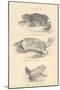 Toads, 1885-null-Mounted Giclee Print