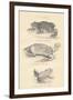 Toads, 1885-null-Framed Giclee Print