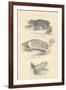 Toads, 1885-null-Framed Giclee Print