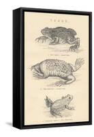 Toads, 1885-null-Framed Stretched Canvas