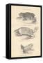 Toads, 1885-null-Framed Stretched Canvas