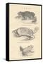 Toads, 1885-null-Framed Stretched Canvas