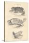 Toads, 1885-null-Stretched Canvas