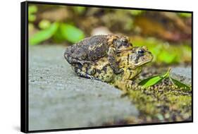 Toads-Gary Carter-Framed Stretched Canvas