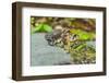 Toads-Gary Carter-Framed Photographic Print