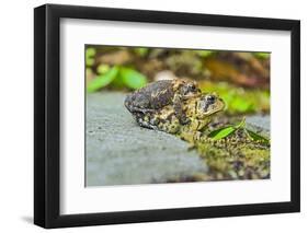 Toads-Gary Carter-Framed Photographic Print