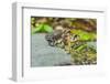 Toads-Gary Carter-Framed Photographic Print