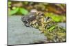 Toads-Gary Carter-Mounted Photographic Print