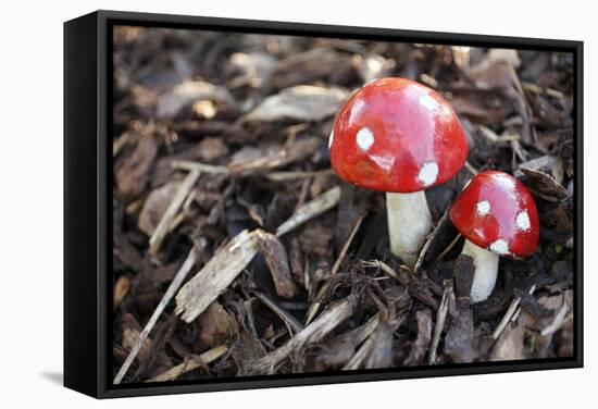 Toadstools, Artificially, Forest Floor-Nikky Maier-Framed Stretched Canvas