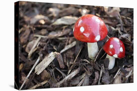 Toadstools, Artificially, Forest Floor-Nikky Maier-Stretched Canvas