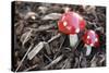 Toadstools, Artificially, Forest Floor-Nikky Maier-Stretched Canvas