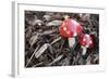 Toadstools, Artificially, Forest Floor-Nikky Maier-Framed Photographic Print