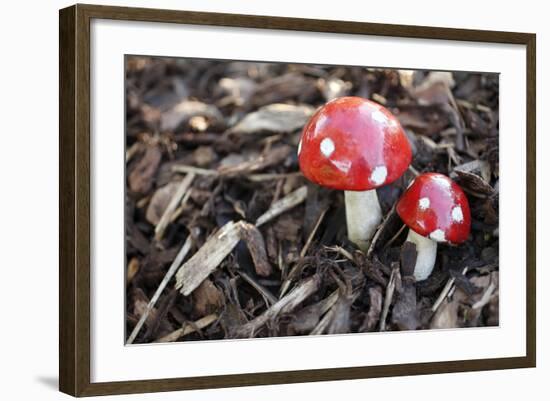 Toadstools, Artificially, Forest Floor-Nikky Maier-Framed Photographic Print