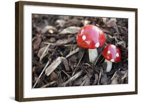 Toadstools, Artificially, Forest Floor-Nikky Maier-Framed Photographic Print