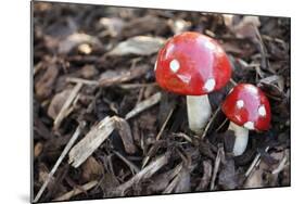 Toadstools, Artificially, Forest Floor-Nikky Maier-Mounted Photographic Print