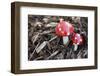 Toadstools, Artificially, Forest Floor-Nikky Maier-Framed Photographic Print