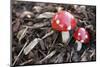 Toadstools, Artificially, Forest Floor-Nikky Maier-Mounted Photographic Print